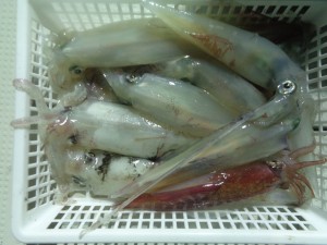 兼六丸 釣果