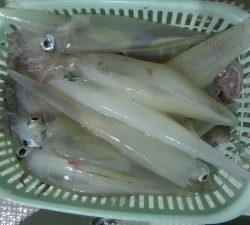 兼六丸 釣果