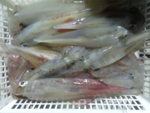 兼六丸 釣果