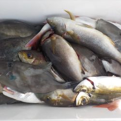 ＨＡＲＵＫＡ丸　はるかまる 釣果