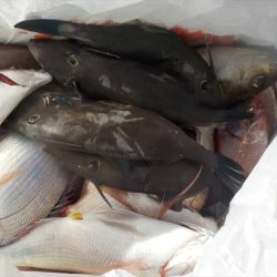 HARUKA丸 はるかまる 釣果