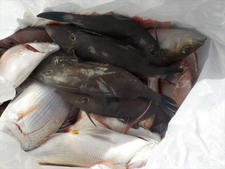 HARUKA丸 はるかまる 釣果