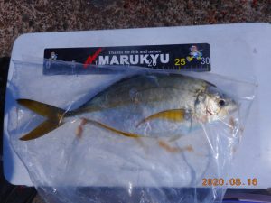 鹿島港魚釣園 釣果