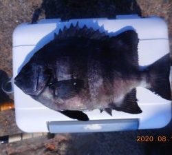 鹿島港魚釣園 釣果