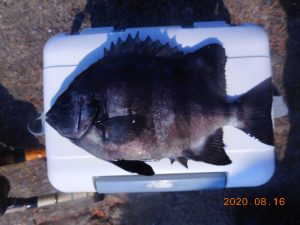 鹿島港魚釣園 釣果