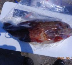 鹿島港魚釣園 釣果