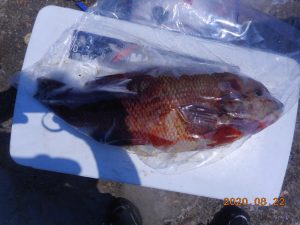 鹿島港魚釣園 釣果