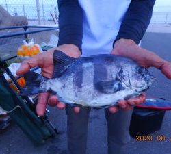 鹿島港魚釣園 釣果