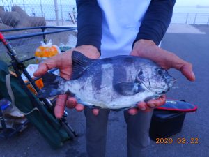 鹿島港魚釣園 釣果