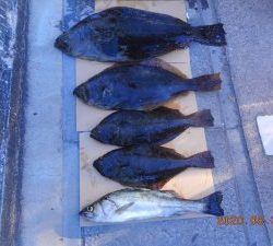 鹿島港魚釣園 釣果