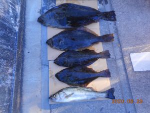 鹿島港魚釣園 釣果