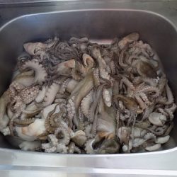 フィッシングボート空風(そらかぜ) 釣果