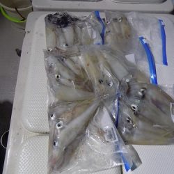 フィッシングボート空風(そらかぜ) 釣果