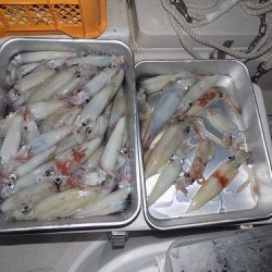 フィッシングボート空風(そらかぜ) 釣果