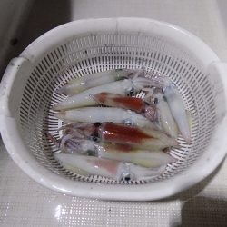 フィッシングボート空風(そらかぜ) 釣果