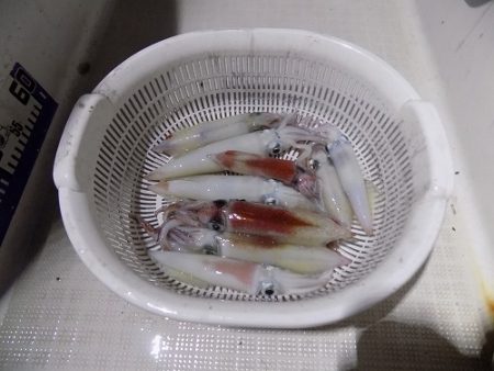 フィッシングボート空風(そらかぜ) 釣果