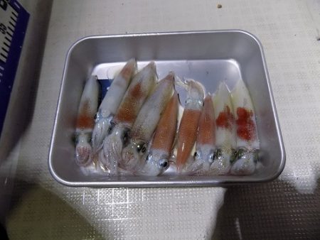 フィッシングボート空風(そらかぜ) 釣果