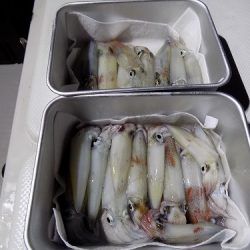 フィッシングボート空風(そらかぜ) 釣果