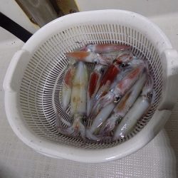 フィッシングボート空風(そらかぜ) 釣果