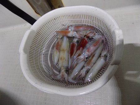 フィッシングボート空風(そらかぜ) 釣果