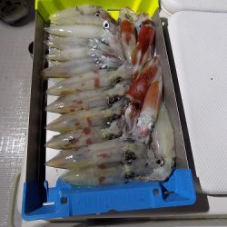 フィッシングボート空風(そらかぜ) 釣果