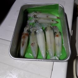 フィッシングボート空風（そらかぜ） 釣果