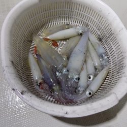 フィッシングボート空風（そらかぜ） 釣果