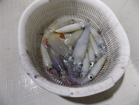 フィッシングボート空風（そらかぜ） 釣果