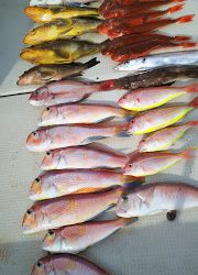 釣り舟 海竜 釣果