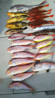 釣り舟　海竜 釣果