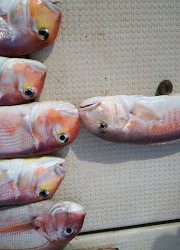 釣り舟 海竜 釣果