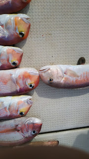 釣り舟　海竜 釣果