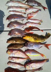釣り舟　海竜 釣果