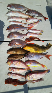 釣り舟　海竜 釣果