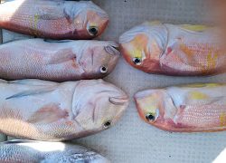 釣り舟　海竜 釣果