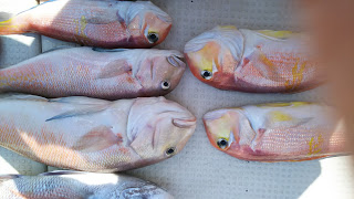 釣り舟　海竜 釣果