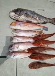 釣り舟 海竜 釣果