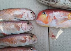 釣り舟 海竜 釣果