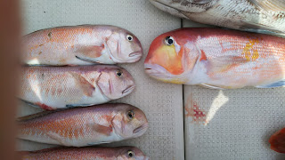 釣り舟　海竜 釣果