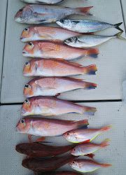 釣り舟 海竜 釣果