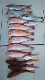 釣り舟　海竜 釣果