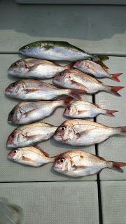 釣り舟　海竜 釣果