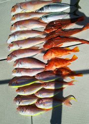 釣り舟　海竜 釣果