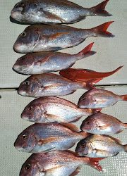 釣り舟　海竜 釣果