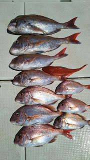 釣り舟　海竜 釣果