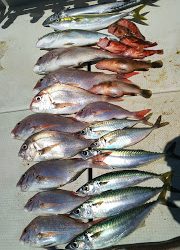 釣り舟　海竜 釣果