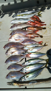 釣り舟　海竜 釣果