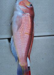 釣り舟　海竜 釣果