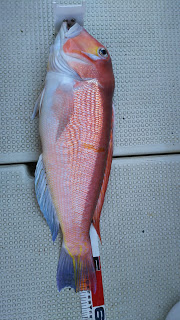 釣り舟　海竜 釣果