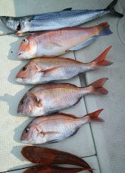 釣り舟　海竜 釣果